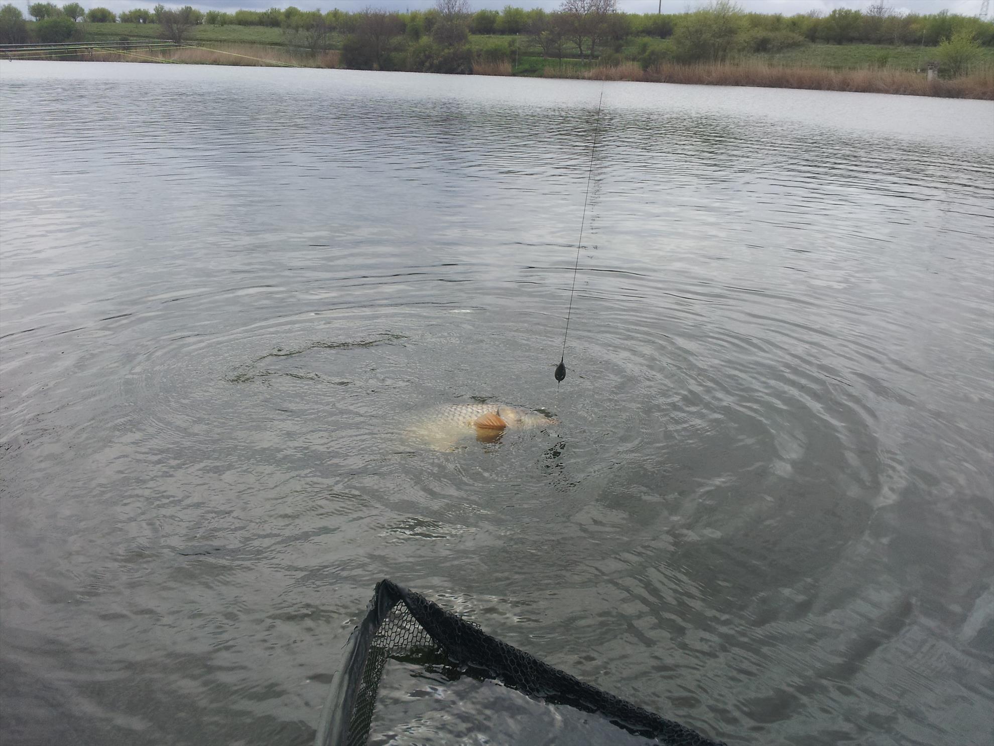 Tancabesti 11 - 12 apr. - 20000101030516.jpg